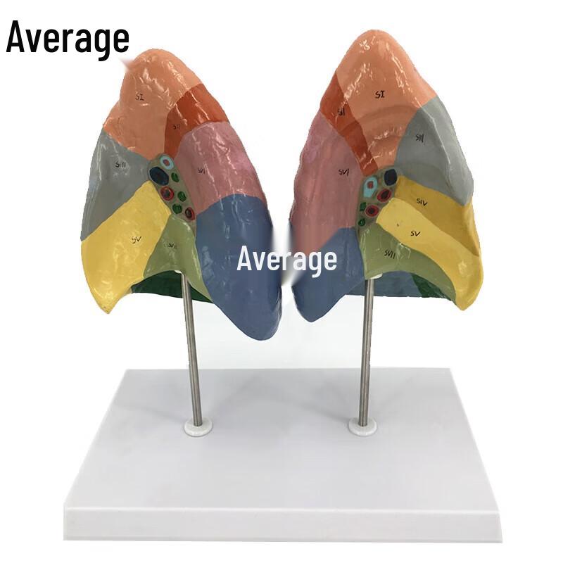 Human Lung Segment Anatomy Model