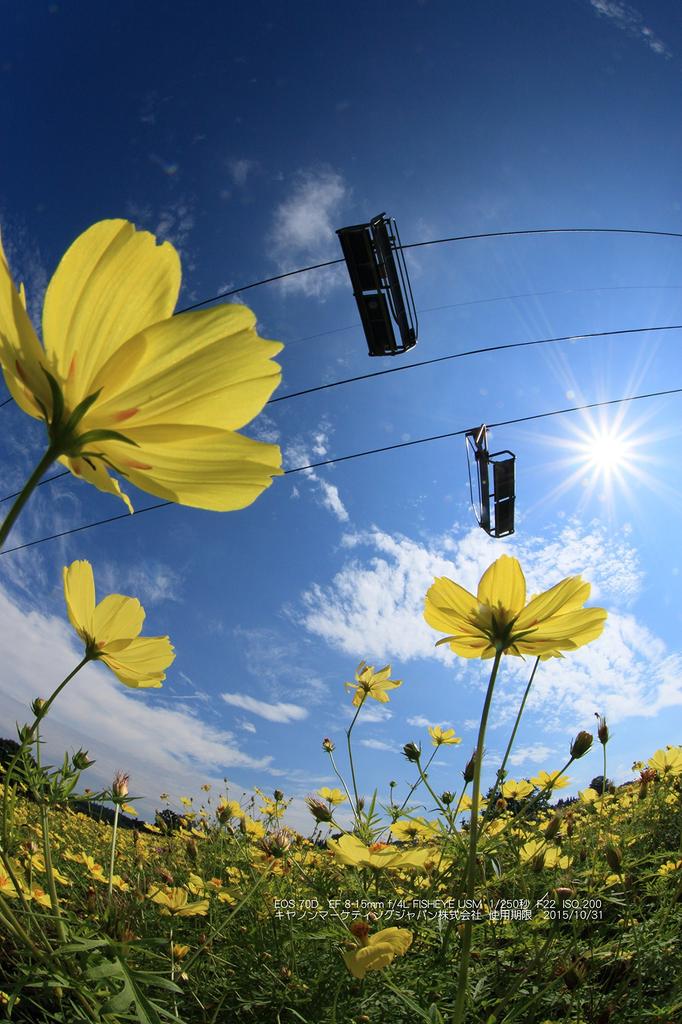 Canon EOS Kiss X7i Digital SLR Camera with IS STM Lens Kit EF-S 18-135mm f/3.5-5.6 (KISSX7I-18135ISSTMLK)