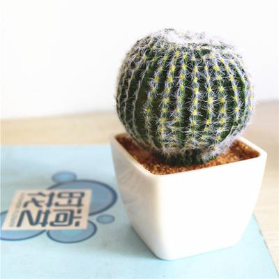 Artificial Succulent Plant Real Touch Simulation Desert Cactus With White Vase Series Christmas Decoration For Home Garden Decor
