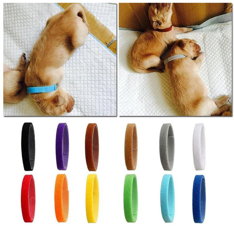 pack of puppy collars