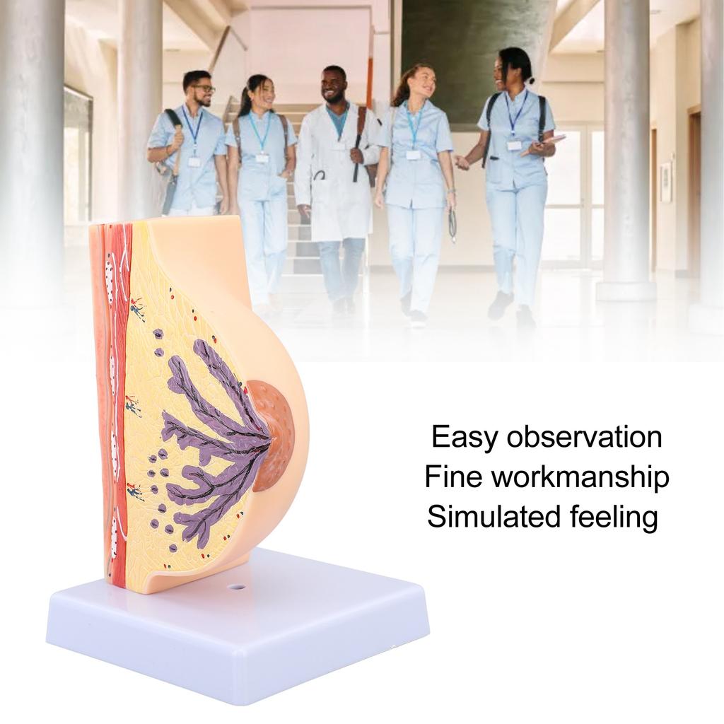 Human Female Anatomical Chest Model PVC Quiescent Chest Anatomy Model for Display Medicine Teaching