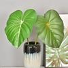 Green Plants Crane King Fern Leaf Lifelike Artificial Arrowroot Leaf  Floral Arrangement