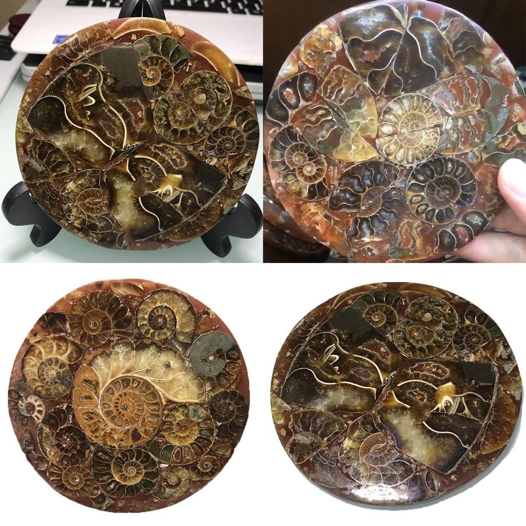 Exquisite 1pc Natural Ammonite Fossil Quartz Crystal Disk Shell Plate Conch Stand