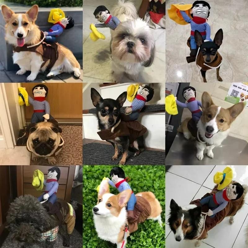 Pet funny horseback riding transformation costume, cowboy knight, golden retriever Teddy, creative sand sculpture and funny dog