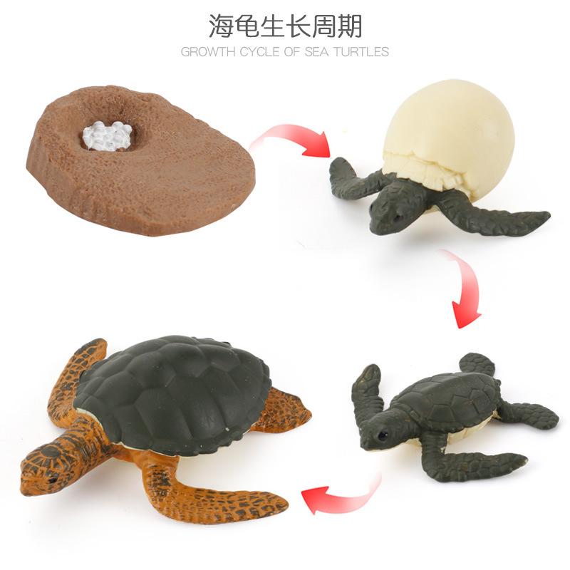 Life Cycle Board Montessori Kit Biology Science Education Toys For Kids Sensory Tray Animal Figure Life Cycle Sorting Wooden Toy