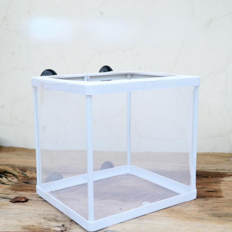 Inside The Fish Tank Fish Seedlings Are Kept In Isolation Net Breeding Box