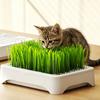 Hydroponic Cat Grass Kit with 5 Pack Seeds Soil Free Cat Grass Planter for Indoor Cats Wheatgrass Growing Kit Gift for Cat Lovers