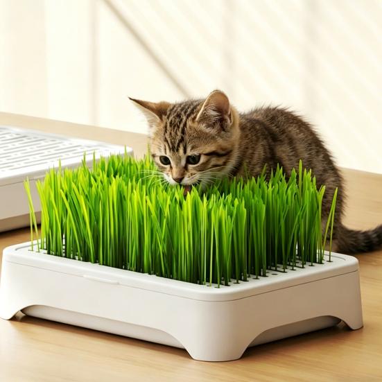 Hydroponic Cat Grass Kit with 5 Pack Seeds Soil Free Cat Grass Planter for Indoor Cats Wheatgrass Growing Kit Gift for Cat Lovers