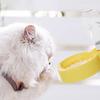 Bottiglia d'acqua per animali domestici da 350ML/500ML Alimentatore portatile per cani a prova di perdite con ciotola per viaggi, escursioni, campeggio