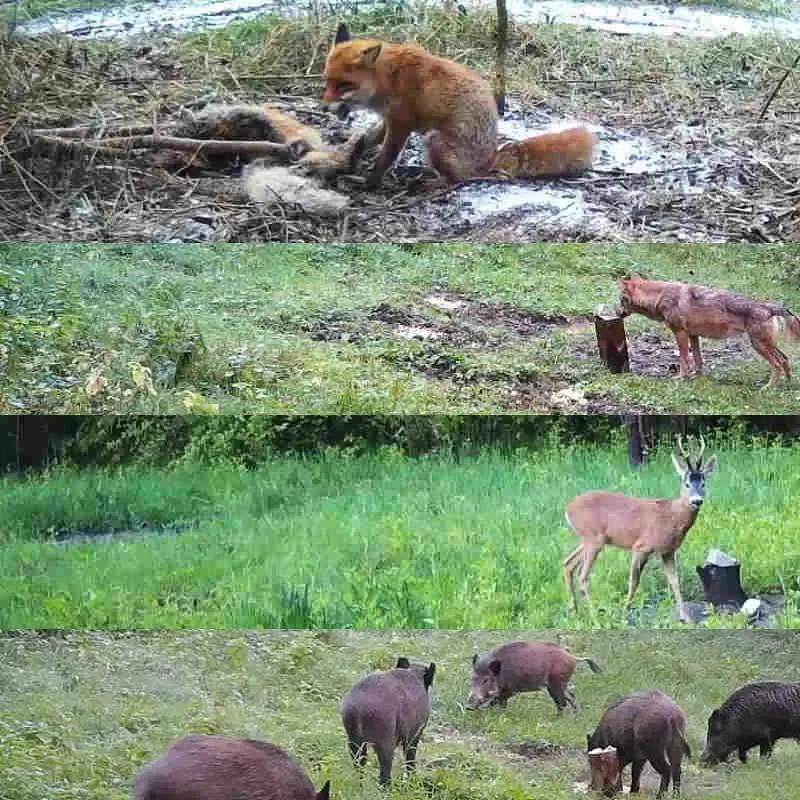 Venkovní 36MP Trail Kamera 2k 120 Detekční rozsah IP66 Vodotěsný bez záře Noční vidění Monitorování divoké zvěře Trap Herní kamera
