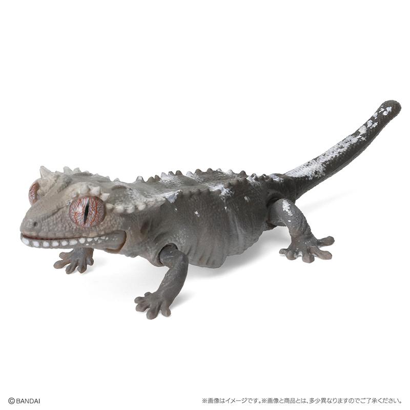 

Genuine Popularity Gacha Biological Atlas Common Ameiva Correlophus Ciliatus Joint Movable Action Figure Model Toys