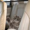 1Pc Adjustable Car Pet Barrier Net Mesh Backseat Safety Divider  Adjustable Elastic