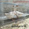 Large Multi-Purpose Animal Cage: Rabbit, Pigeon, Chicken, Goose - Wire Mesh Panel, Easy Assembly, Transport Ready, Mother-Child Design.