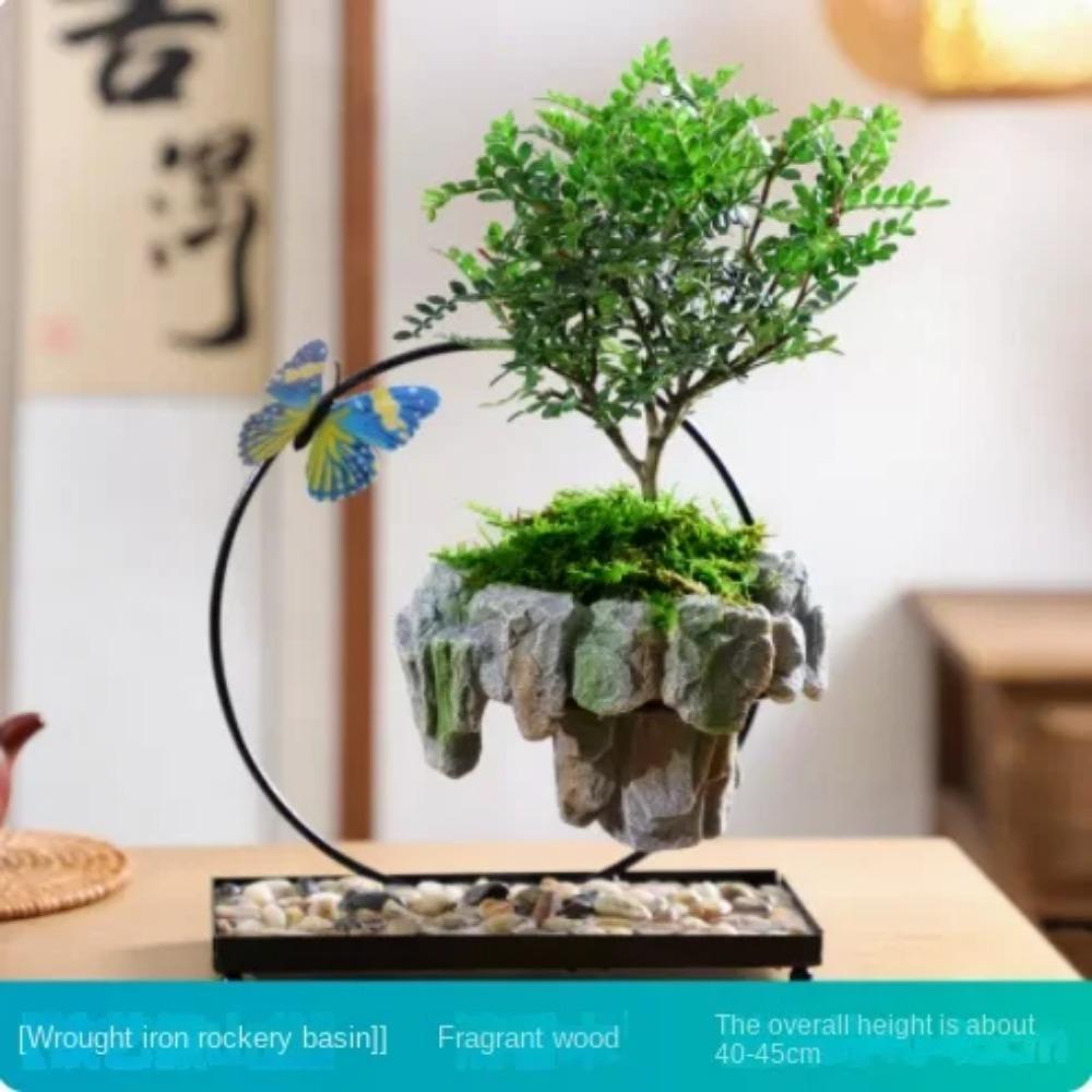 

Дерево Факай Наньтяньчжу Мижу Моховидный Зеленые растения в горшках в гостиной Офис Мелколистный палисандровый ландшафт в горшке