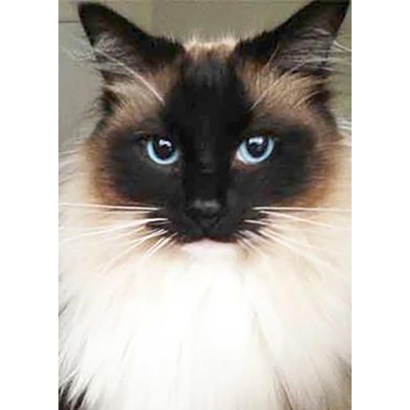 DIY 5D Diamond Painting Full Round Drill Rhinestone Cat Diamond Embroidery Animals Cross Stitch Kit Wall Art Gift Home Decor