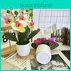 Plastic Phalaenopsis Potted Plants For Home Decoration And Props Photography