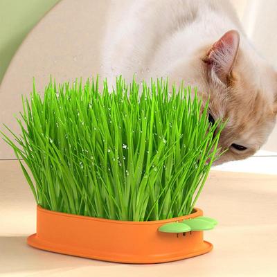 Pet Cat Grass Starting Dish Greenhouse Hydroponics Plant Cat Grass Digestion Growing Tray Germination Nursery Pot Box Supplies