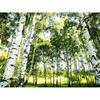 Fai da te Foresta Pittura Diamante 5D Trapano Rotondo Completo Albero Scenico Ricamo Diamante Punto Croce Kit Mosaico Arte da Parete Decorazione Casa