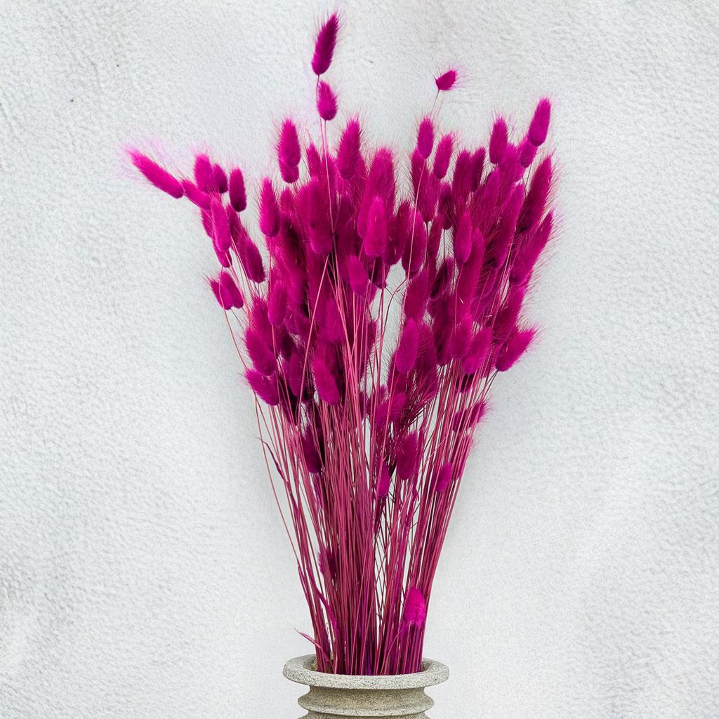 Suszony Lagurus - Dmuszek Jajowaty - Purpurowy