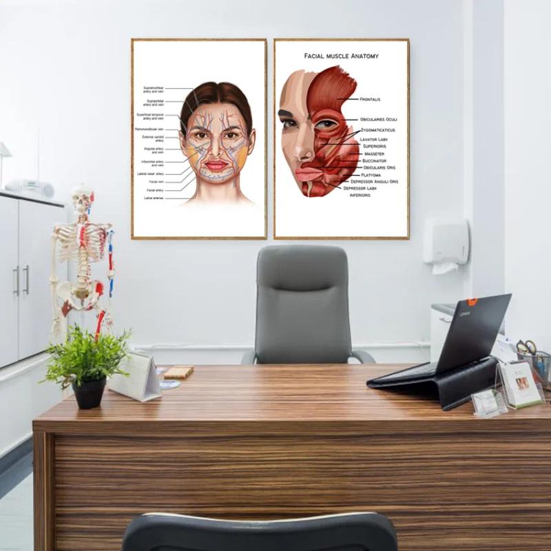 The Body Facial Anatomy Muscle Vessels Detailed Canvas Painting Human Structure Skeleton Education Poster Medical Decoracion