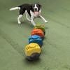 Behavioral Training Pet Training Clicker Clear Sound Easy to Use Ring Clicker Ergonomic Training Rattle Pet Supplies