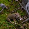 Boar Ornaments Animal Model Miniature Figurines Collectable Decorative DIY Craft