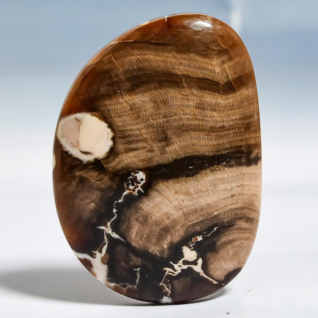 Petrifide Wood 3.6x5.1mm Natural Cabochon Fine Loose 101.25Cts. U1v83