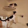 Wandmontierte Katzenregale Holz Katzen Ausguck Kletterregal Kätzchen Wandkletterbaum Möbel Vierstufige Treppe Indoor Katzenhängematte