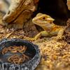 Reptile Feeding Water Bowl Realistic Stone Texture Safe Durable for Bearded Dragons Small Reptiles SYXZS03