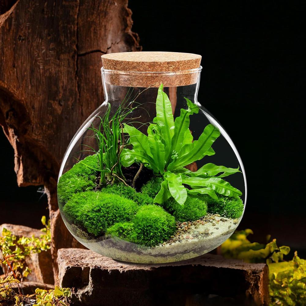 Glass Terrarium Jar with Cork Lid, 6x6.3 Inch Closed Terrarium for Succulent Moss and Fern DIY Miniature Desktop Garden for Home