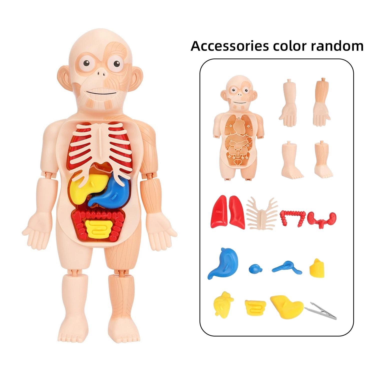 

Детское просвещение, научное образование, модель человеческого органа, украшения, сборка своими руками, STEAM, медицинские игрушки-головоломки для раннего образования