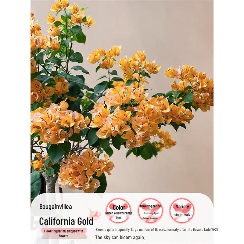 Large Bougainvillea Climbing Plant with Flowers - Indoor/Outdoor Greenery for Balcony and Courtyard