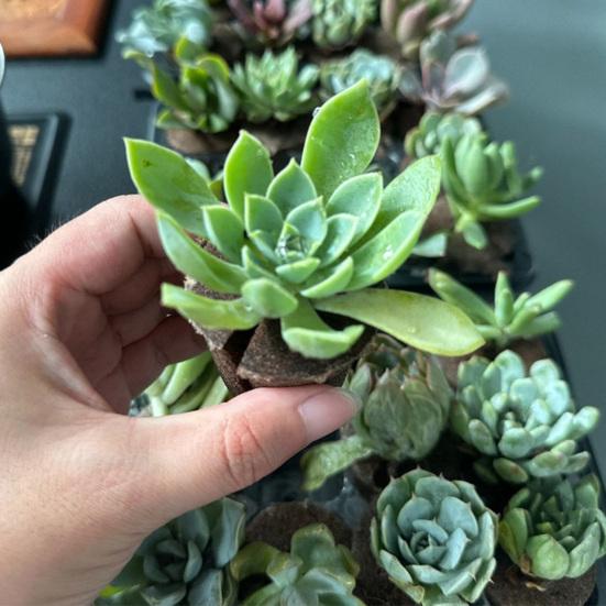 Growing Sponges Grow Sponges Replacement for Hydroponic Seeds Pods Growing System Seeds Starting Easy Germination