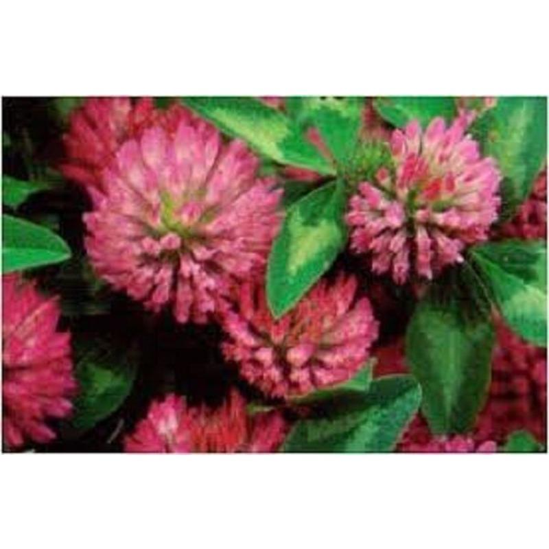 ТРАВЯНОЙ ЧАЙ КРАСНЫЙ КЛЕВЕР ПРЕМИУМ УРОЖАЙ 500г Trifolium pratense Сушеные цветы травы — фото 3