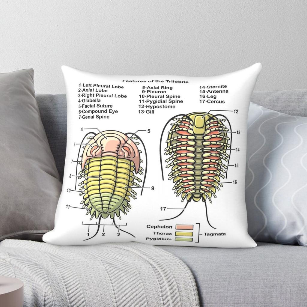 Trilobite Morphology Diagram Pillowcase Polyester Linen Velvet Printed Zip Decor Pillow Case Room Cushion Cover
