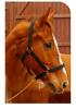 Durable Woven Horse Halter & Lead Rope for Training and Riding