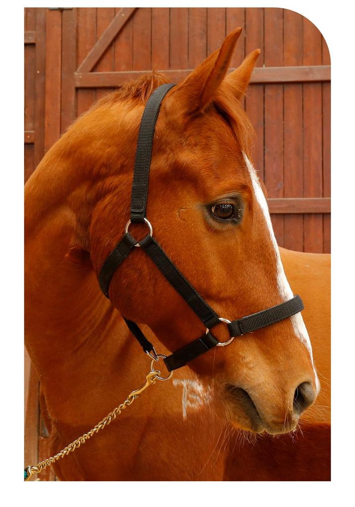Durable Woven Horse Halter & Lead Rope for Training and Riding