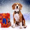 Dog Collar with Bow, Cotton & Webbing, Detachable Bowtie Dog Collar, Adjustable Dog Collars and Leash for Small Medium Large Dogs (S, Leopard Print)