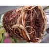 Coconut Coir Bricks Nutrient Soil For Seed Seedling Cultivation Organic Improved Coconut Coir Garden Courtyard Planting Tools