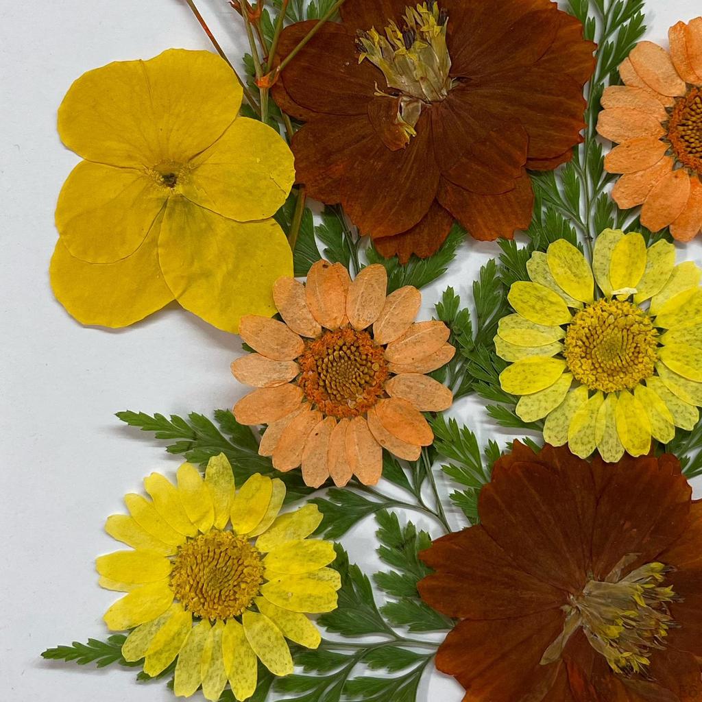 Assorted Pressed Floral Assortment for DIY Projects