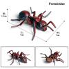 Oenux Simulation Dragonfly Grasshopper Centipede Wild Insect Animals Model Action Figures Miniature Education Collection Kid Toy