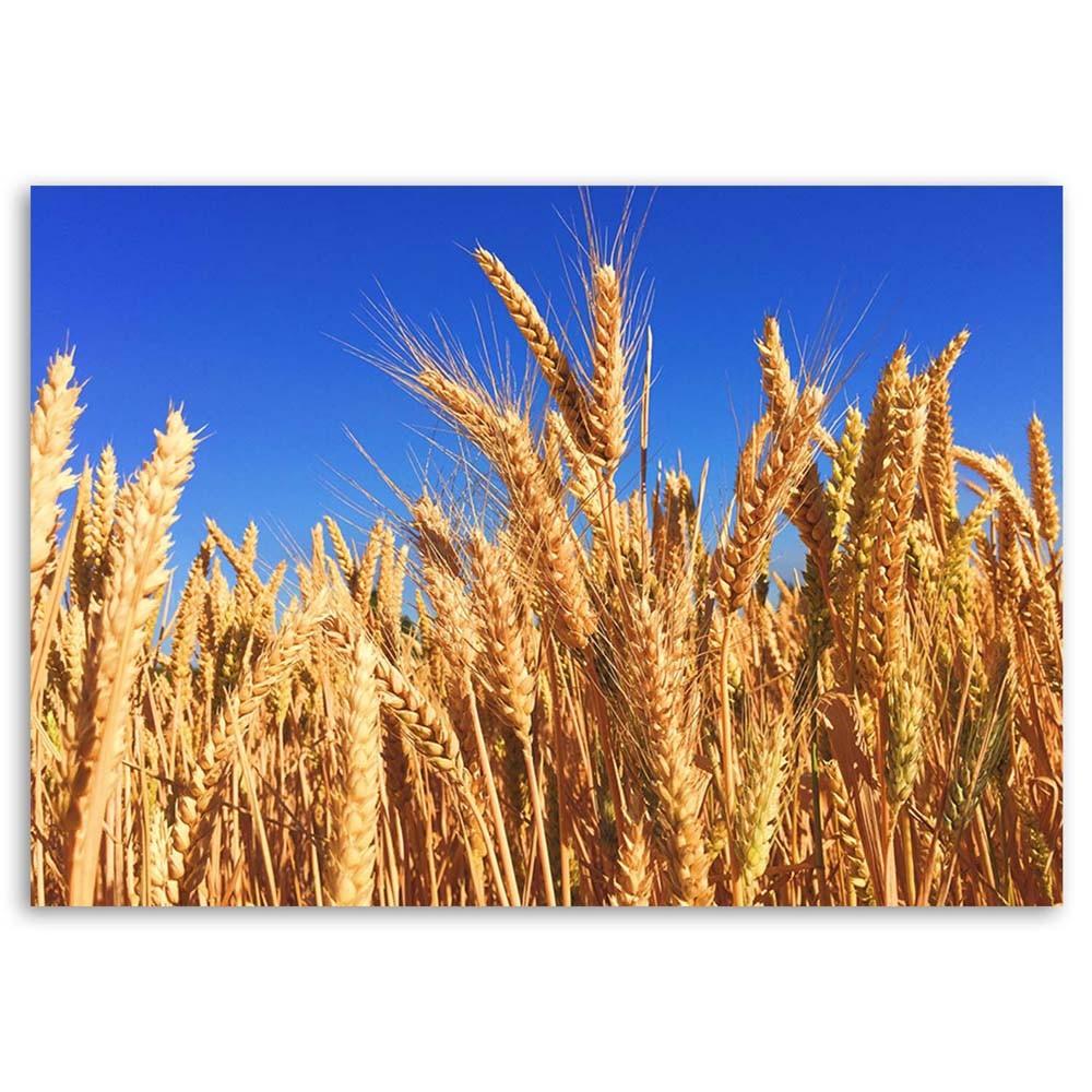 Canvas print, Cloudless sky and grain