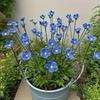 Latest 6/8/10pcs Handcrafted Ceramic Forget Never Fades  Ceramic Flowers Home Ornament Indoor And Outdoor Home Decor
