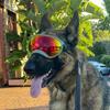 Köpek Gözlükleri UV Korumalı Güneş Gözlükleri Gözlük Koruyucu Ayarlanabilir Rüzgar Geçirmez Evcil Hayvan Köpek Malzemeleri Seyahat İçin