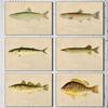 Creek Chub Silverside Minnow White Bass Fish Vintage Style Posters Prints Canvas Printing Wall Art Picture for Living Room Decor