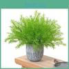 Plant Cochinchinensis Asparagus For Interior Decoration Events Photography