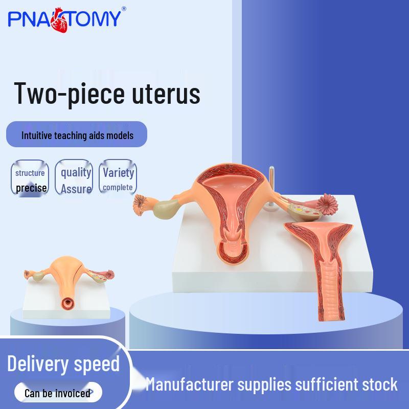 Female Reproductive System Model for Gynecology and Family Planning Education 23x18x14 cm