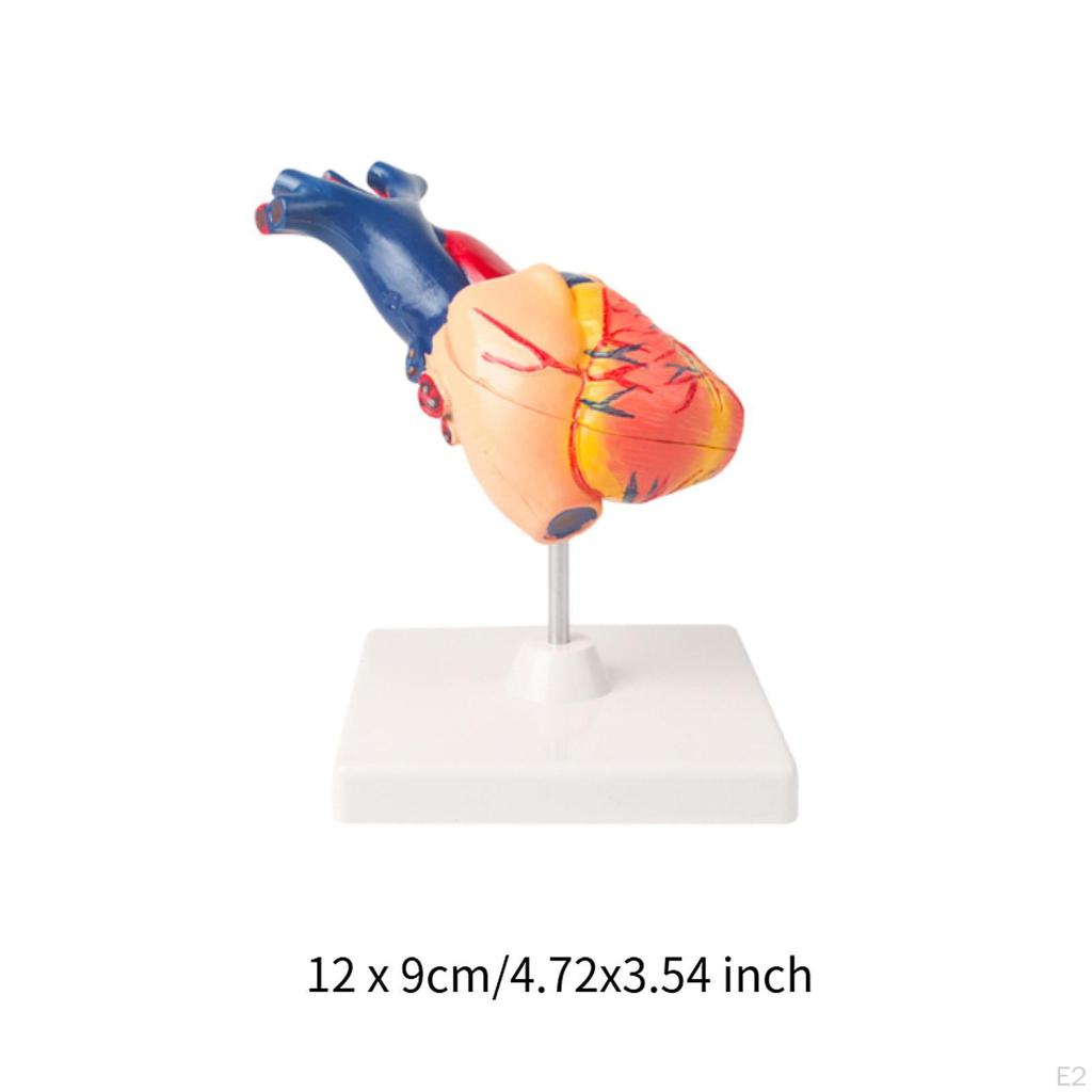 Human Heart Model Anatomical Structure Educational Professional Anatomically Accurate