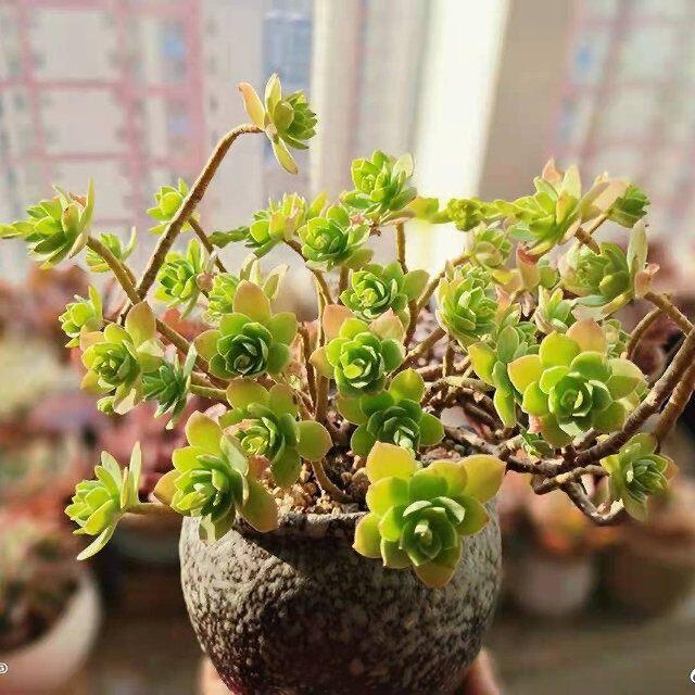 Fragrant Succulent Plant in Pot: Easy-Care Old Branches for Indoor Decor