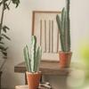 Three-Stem Artificial Cereus Bonsai for Indoor Decor